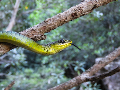 Common Tree Snake sighting