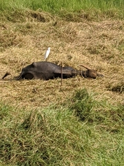 Bubulcus ibis