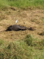 Bubulcus ibis