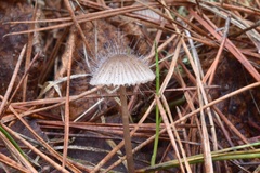 Spinellus