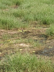 Vanellus indicus