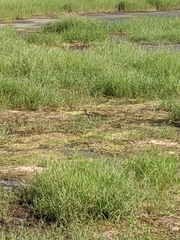 Vanellus indicus