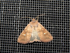 Eriopygini