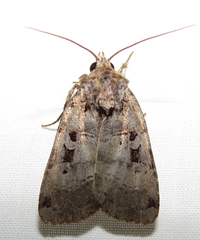 Xestia normanianus