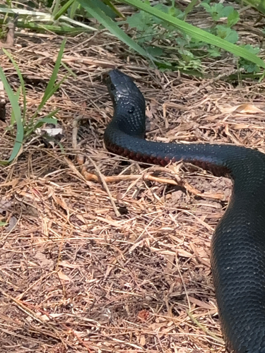 Red-bellied Black Snake sighting