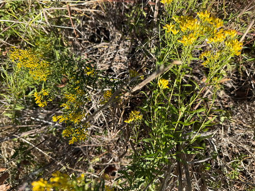 Euthamia leptocephala, photograph 2