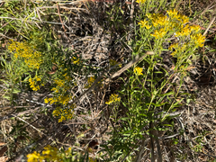 Euthamia leptocephala, photograph (c) IDClaire, some rights reserved (CC BY)