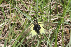 Libelloides coccajus