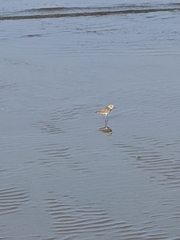 Charadrius alexandrinus