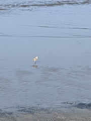 Charadrius alexandrinus