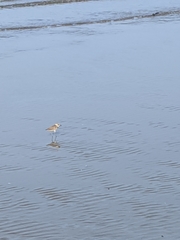Charadrius alexandrinus