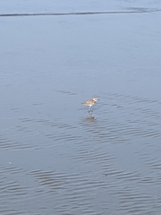 Charadrius alexandrinus