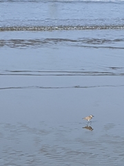Charadrius alexandrinus