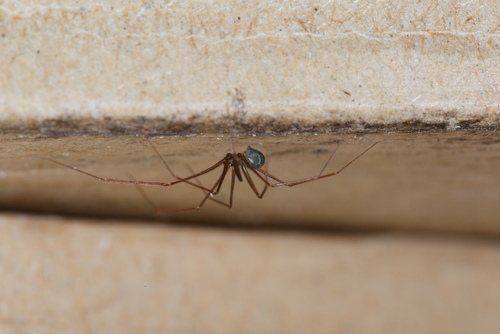 Wine Cellar Spider