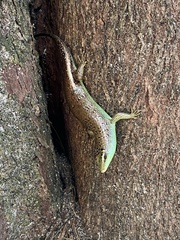 Dasia olivacea