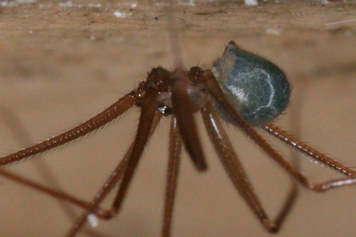 Wine Cellar Spider