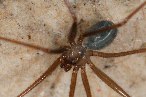 Wine Cellar Spider