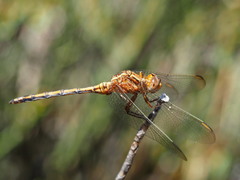 Orthetrum machadoi