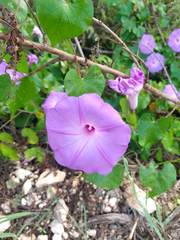 Ipomoea crinicalyx