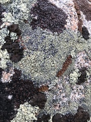 Lecanora sierrae