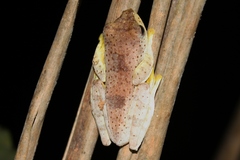 Rhacophorus pardalis