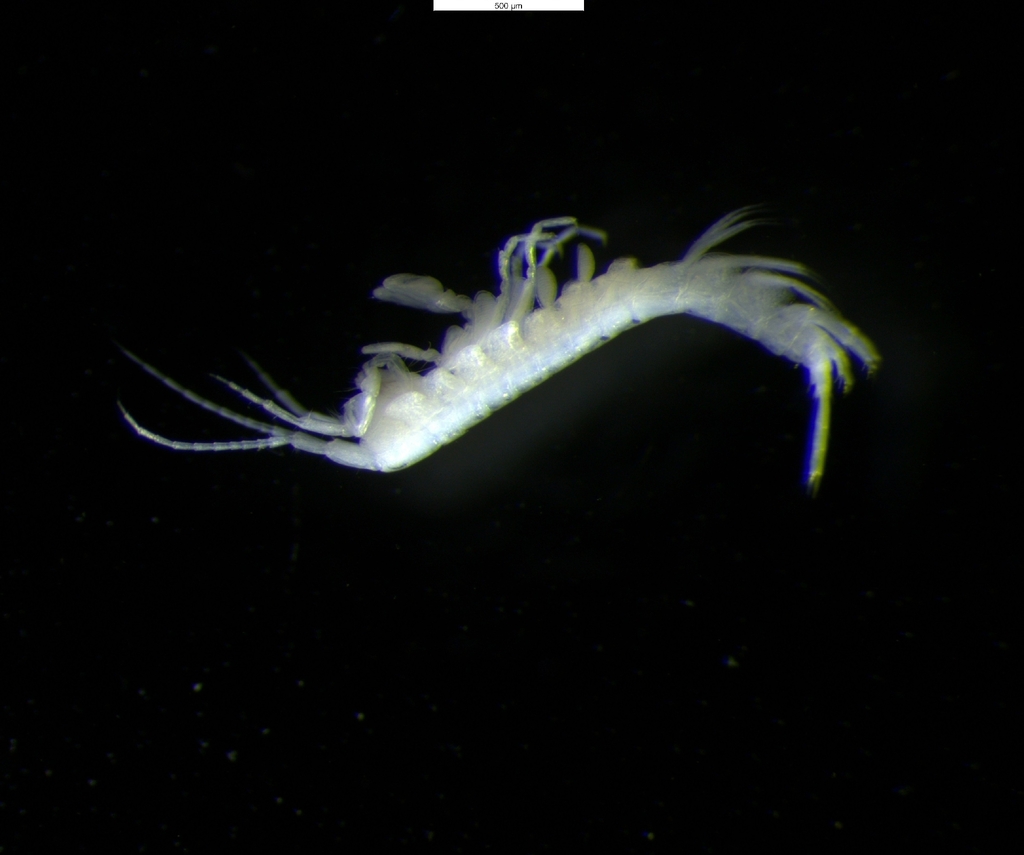 Hubricht's Long-tailed Amphipod