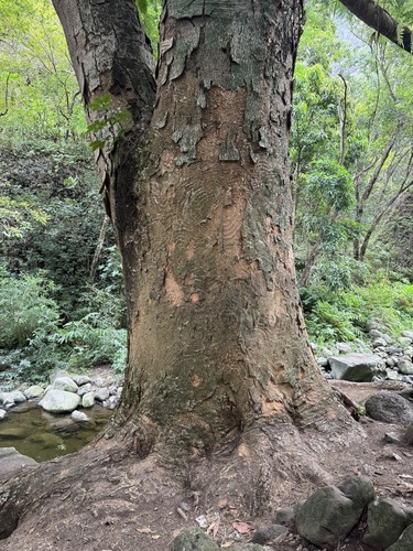 Enterolobium cyclocarpum observed 2025-10-21