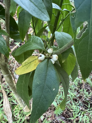Cestrum nocturnum observed 2025-10-21