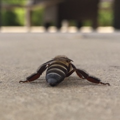 Apis dorsata breviligula