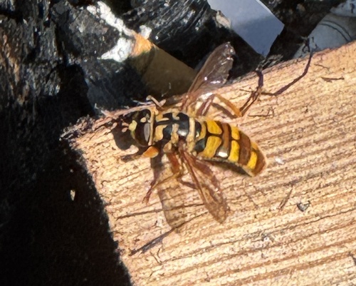 Unknown species found near Katie Trail, Oneida, TN, US