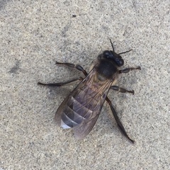 Apis dorsata breviligula