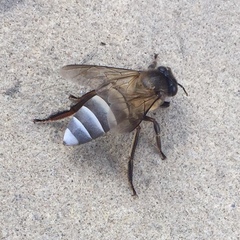 Apis dorsata breviligula