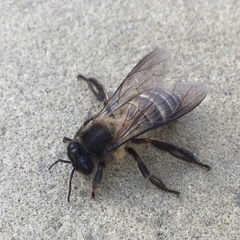 Apis dorsata breviligula