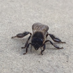 Apis dorsata breviligula