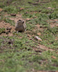 Xerospermophilus perotensis