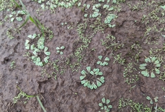 Ricciaceae