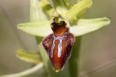 Ophrys sphegodes sphegodes