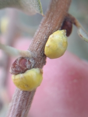 Cerococcus quercus