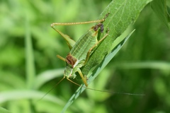 Isophya altaica