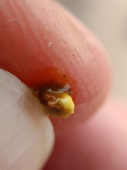 Cerococcus quercus