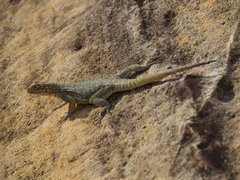 Oplurus quadrimaculatus