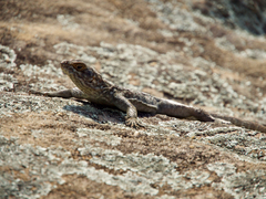 Oplurus quadrimaculatus