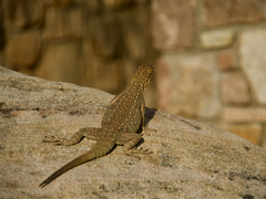 Oplurus quadrimaculatus