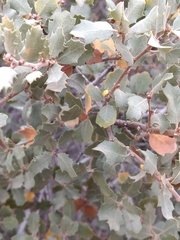 Cerococcus quercus
