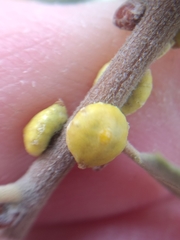 Cerococcus quercus