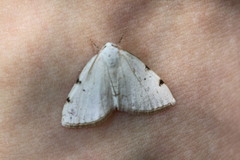 Lomographa bimaculata