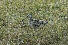 Gallinago magellanica