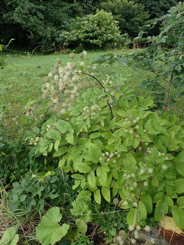 Udo (Aralia cordata)