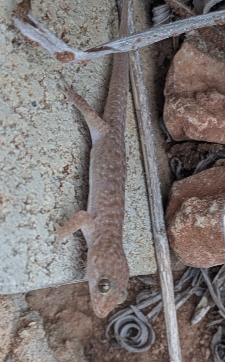 Pilbara Island Dtella photo 5