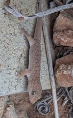 Pilbara Island Dtella photo 2